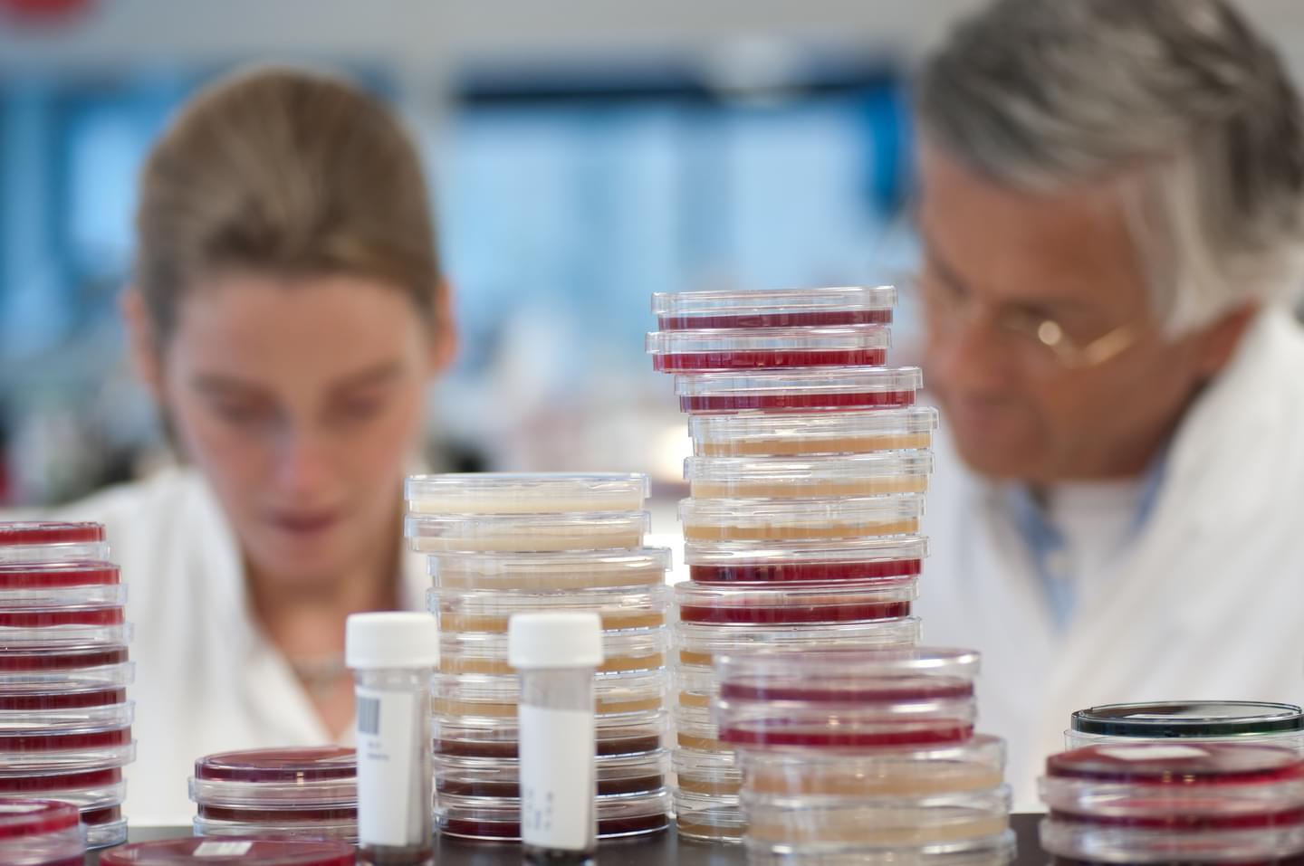 Petri dishes being examined at a lab